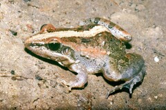 Ptychadena mossambica