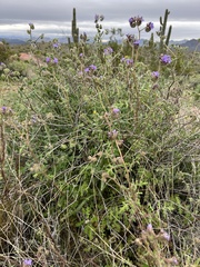 Phacelia crenulata