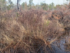 Calluna vulgaris