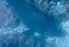 Rypticus saponaceus