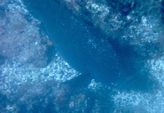 Rypticus saponaceus