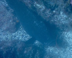 Rypticus saponaceus