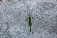 Graminofolium adustus