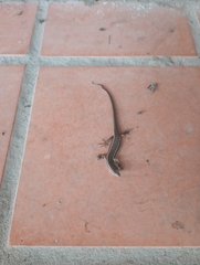 Aspronema dorsivittatum