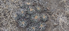 Mammillaria magnimamma