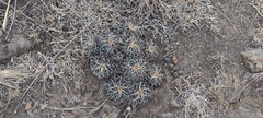 Mammillaria magnimamma