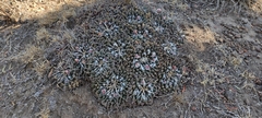 Mammillaria magnimamma