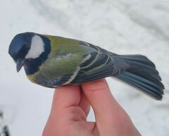 Parus major major