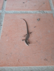 Aspronema dorsivittatum