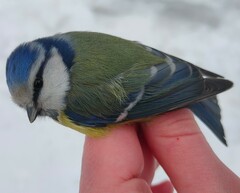 Cyanistes caeruleus caeruleus
