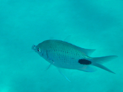 Abudefduf sparoides