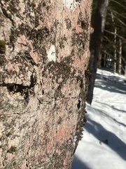 Phaeophyscia rubropulchra