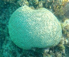 Pseudodiploria strigosa