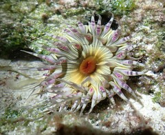 Bunodosoma granuliferum