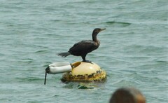 Nannopterum brasilianum