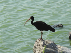 Phimosus infuscatus
