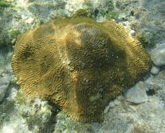 Pseudodiploria clivosa