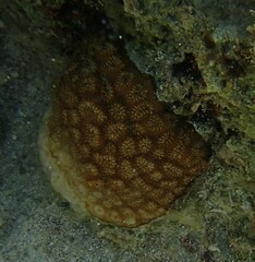 Dichocoenia stokesii