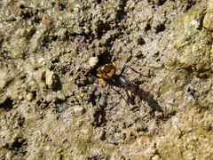 Sceliphron asiaticum