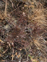 Calluna vulgaris