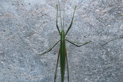 Graminofolium adustus