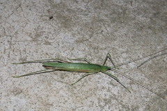 Graminofolium adustus