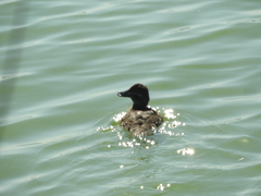 Oxyura vittata