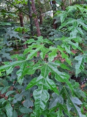 Brachychiton