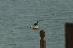 Nannopterum brasilianum