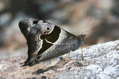 Corades cistene