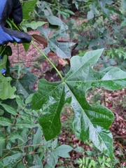 Brachychiton