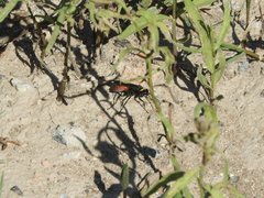 Pompilidae