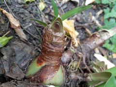 Hippeastrum