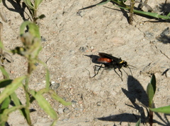 Pompilidae