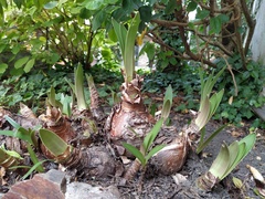 Hippeastrum
