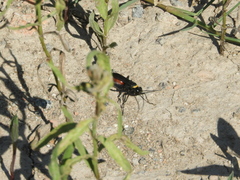 Pompilidae