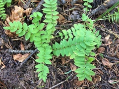Polemonium pulcherrimum delicatum