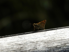 Hylephila phyleus
