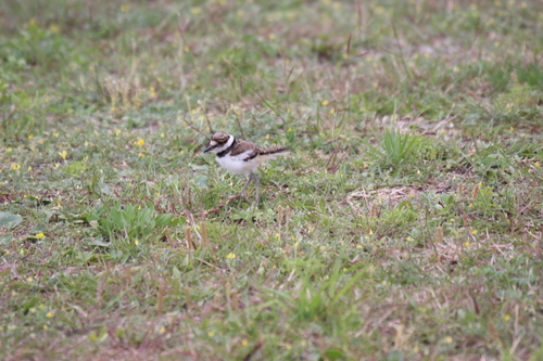 Killdeer photographed in Florida
