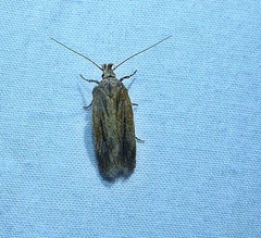 Gelechiini