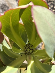Protea recondita