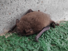 Pipistrellus