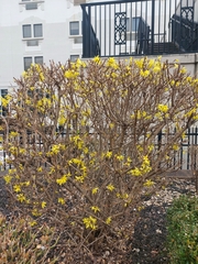 Forsythia