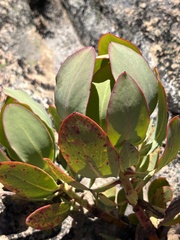 Protea recondita
