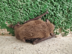 Pipistrellus