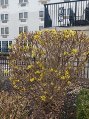 Forsythia