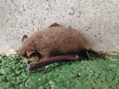 Pipistrellus