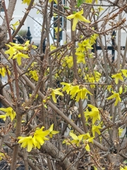 Forsythia