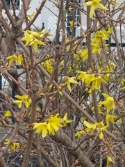 Forsythia