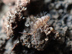 Orchesella villosa